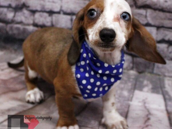 Miniature Dachshund DOG Male Red & White Piebald 16456 Petland Wichita, Kansas