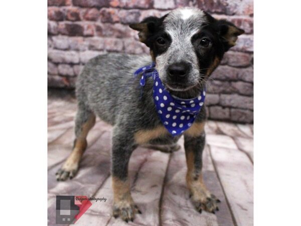 Australian Cattle Dog DOG Male Blue Heeler 16454 Petland Wichita, Kansas