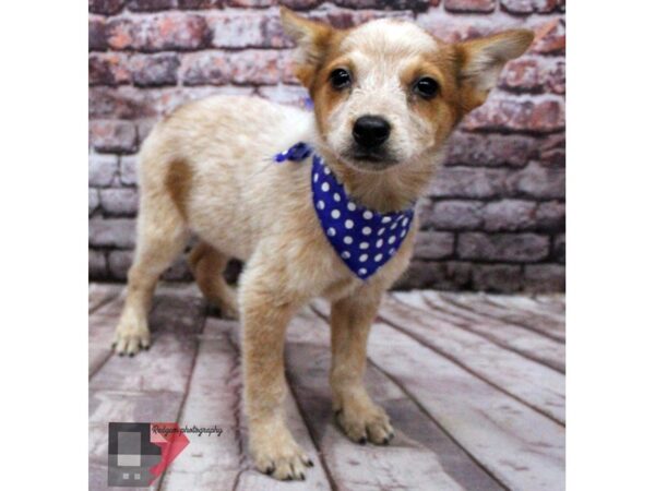 Australian Cattle Dog DOG Male Red Heeler 16453 Petland Wichita, Kansas