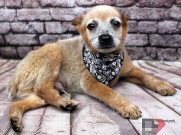 Australian Cattle Dog-DOG-Male-Red Heeler-16452-Petland Wichita, Kansas