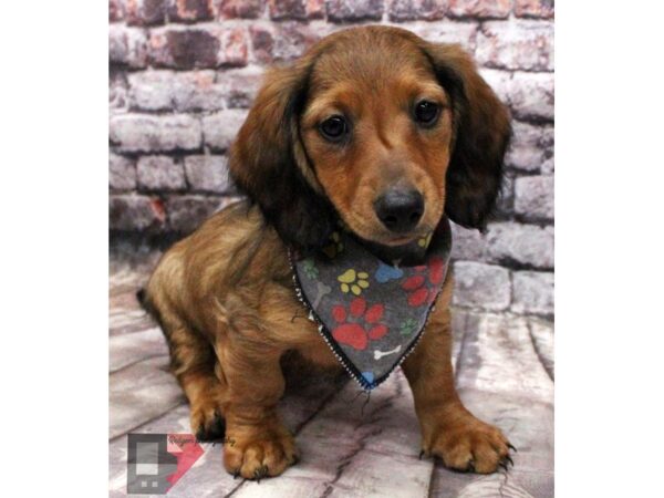 Dachshund DOG Male Red Sable 16451 Petland Wichita, Kansas