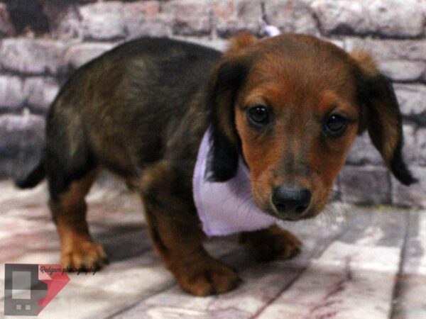 Dachshund DOG Female Red Sable 16450 Petland Wichita, Kansas