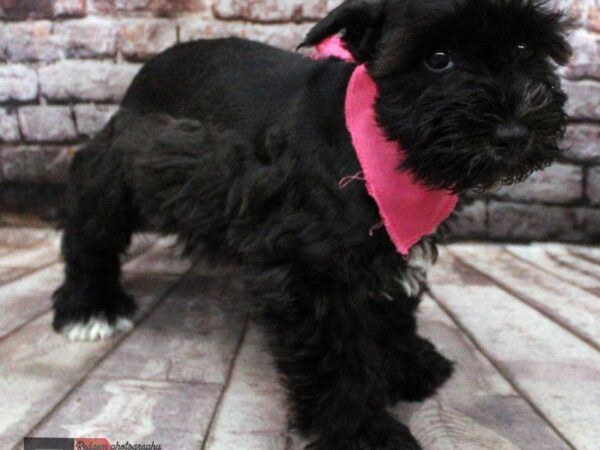 Miniature Schnauzer DOG Female Black & White 16449 Petland Wichita, Kansas