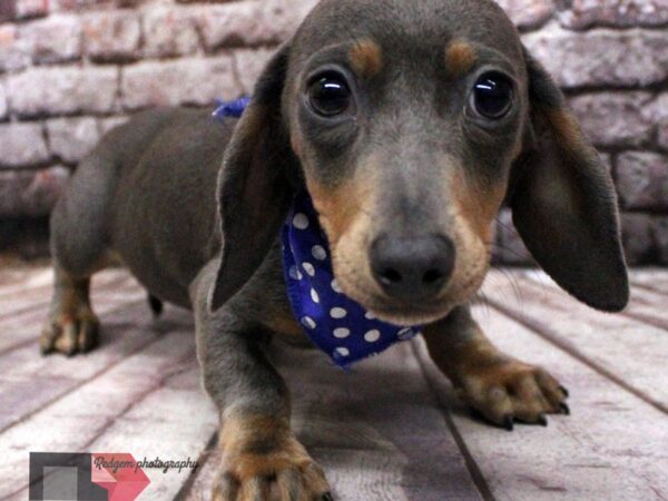 Dachshund DOG Male Blue 16448 Petland Wichita, Kansas