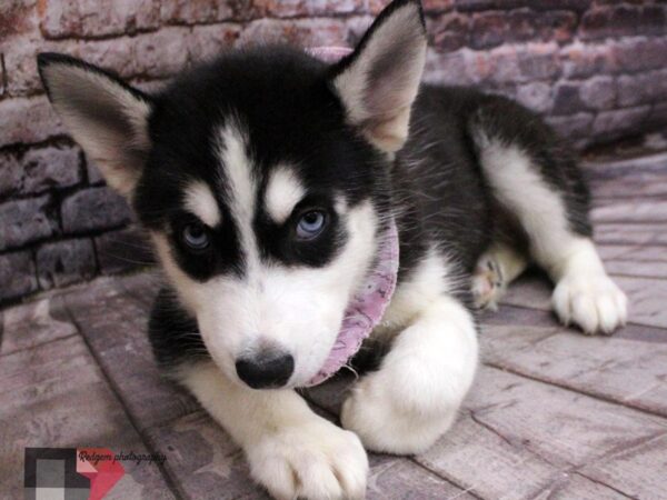 Siberian Husky DOG Female Black / White 16447 Petland Wichita, Kansas