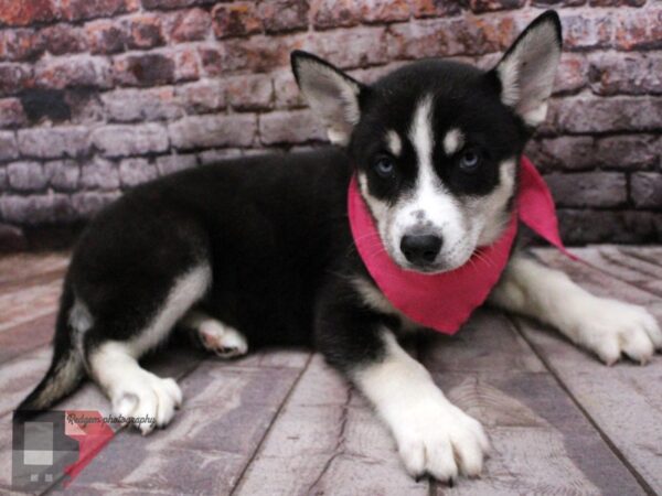 Siberian Husky DOG Female Black / White 16446 Petland Wichita, Kansas