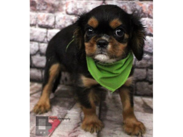 Cavalier King Charles Spaniel DOG Male Black &  Tan 16445 Petland Wichita, Kansas