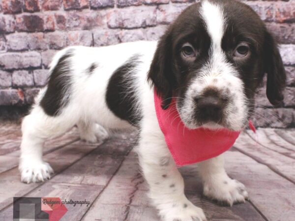 2nd Gen. Walrus-DOG-Female-Chocolate & White-16477-Petland Wichita, Kansas