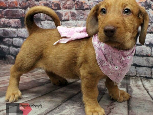 2nd Gen. Walrus-DOG-Female-Red-16475-Petland Wichita, Kansas