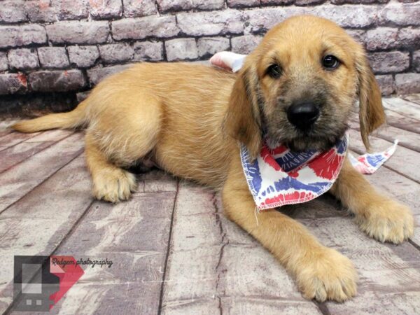 2nd Gen. Walrus DOG Male Red 16474 Petland Wichita, Kansas