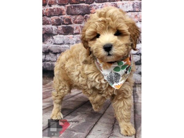 Cockapoo-DOG-Male-Gold-16472-Petland Wichita, Kansas