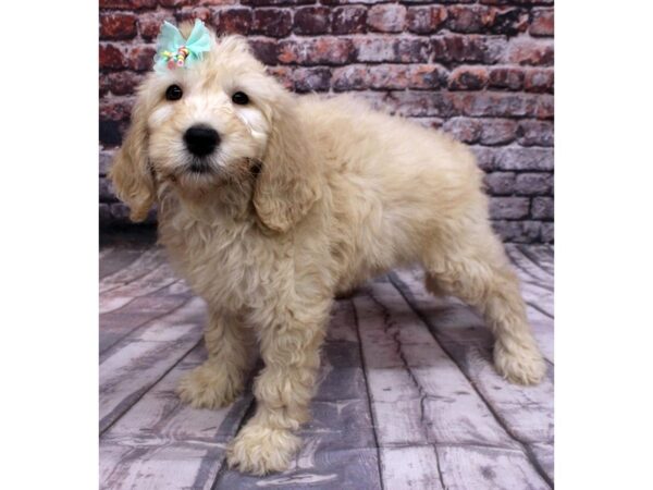 2nd Generation Goldendoodle DOG Female Gold 16490 Petland Wichita, Kansas