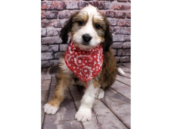 Bernedoodle-DOG-Male-Red Tri-16489-Petland Wichita, Kansas