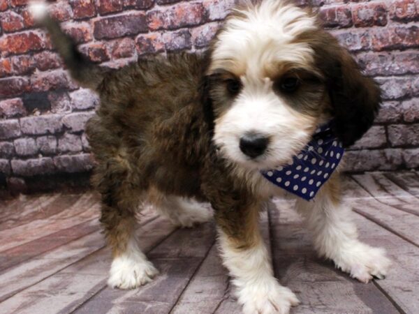 Bernedoodle DOG Male Red Tri 16488 Petland Wichita, Kansas