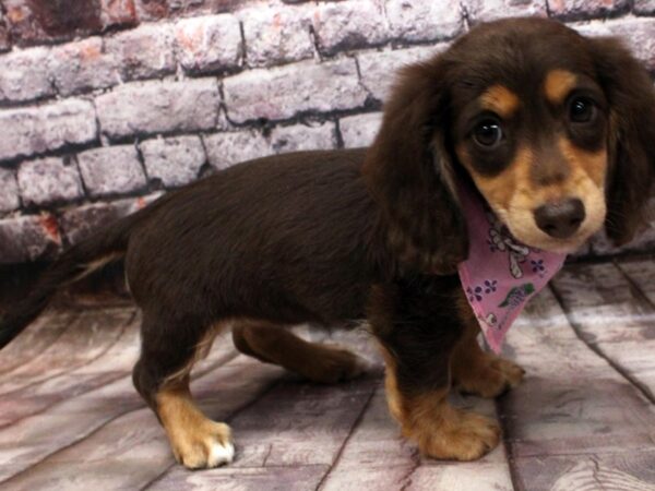 Miniature Dachshund DOG Female Chocolate & Tan 16487 Petland Wichita, Kansas