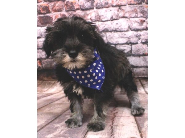 Miniature Schnauzer-DOG-Male-Salt / Pepper-16486-Petland Wichita, Kansas