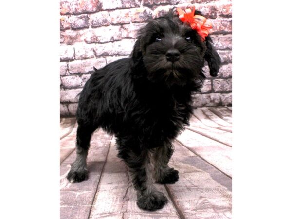 Miniature Schnauzer-DOG-Female-Salt / Pepper-16485-Petland Wichita, Kansas