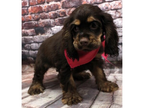 Cocker Spaniel DOG Female Chocolate / Tan 16484 Petland Wichita, Kansas