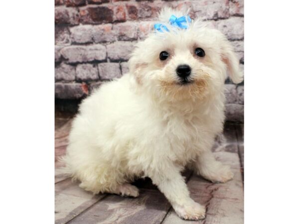 Bichon Frise DOG Female White 16483 Petland Wichita, Kansas