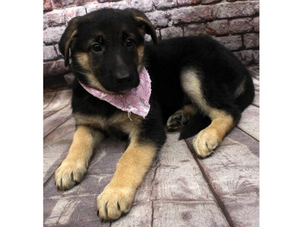 German Shepherd DOG Female Black & Tan 16482 Petland Wichita, Kansas