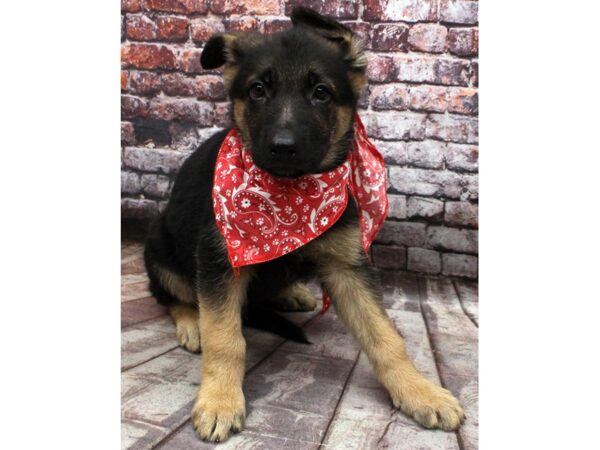 German Shepherd DOG Male Black & Tan 16481 Petland Wichita, Kansas