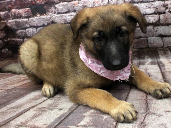 German Shepherd-DOG-Female-Sable-16480-Petland Wichita, Kansas