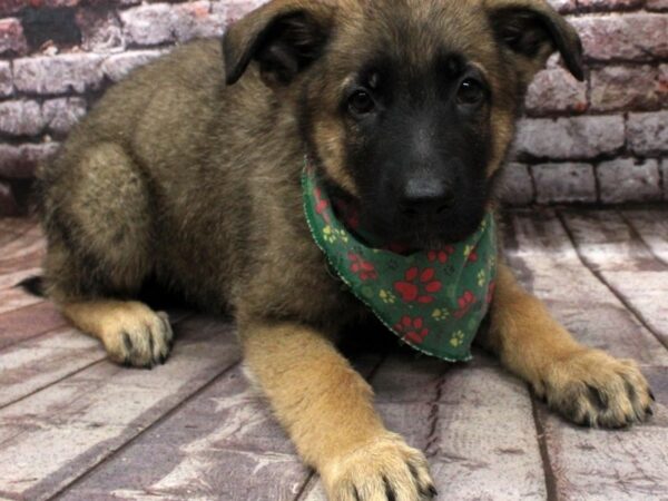 German Shepherd DOG Male Sable 16479 Petland Wichita, Kansas