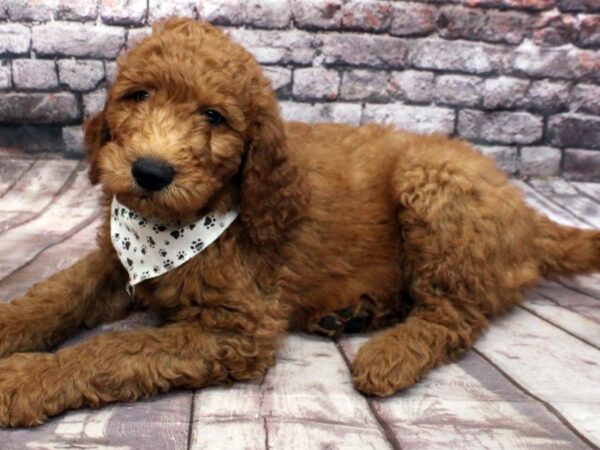 Goldendoodle DOG Male Red 16496 Petland Wichita, Kansas