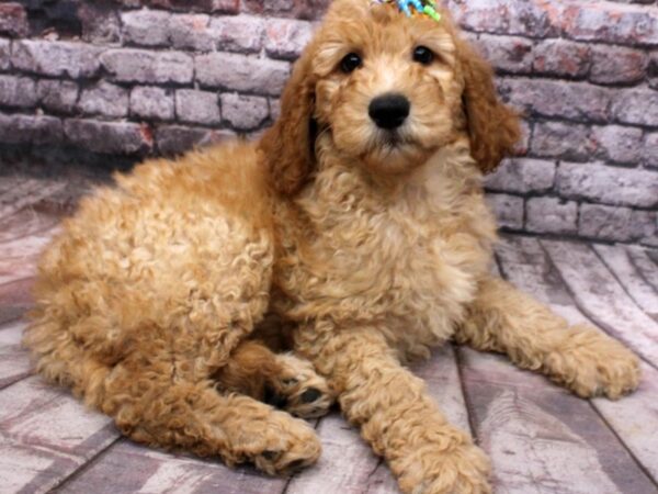 Goldendoodle DOG Female Apricot 16495 Petland Wichita, Kansas