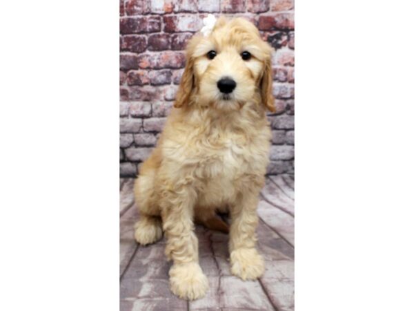 Goldendoodle DOG Female Apricot 16494 Petland Wichita, Kansas