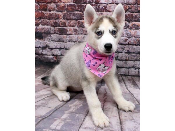 Siberian Husky-DOG-Female-Grey & White-16493-Petland Wichita, Kansas