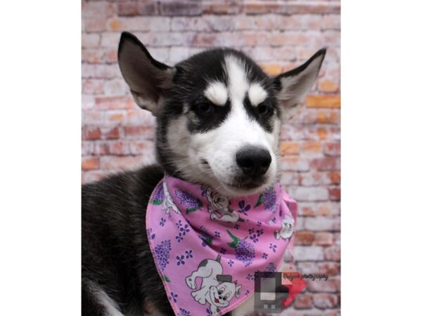 Pomsky DOG Female Black & White 16522 Petland Wichita, Kansas