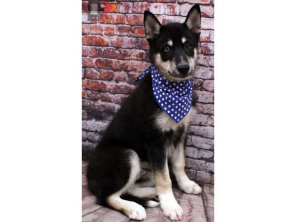 Pomsky-DOG-Male-Black Tri-16521-Petland Wichita, Kansas