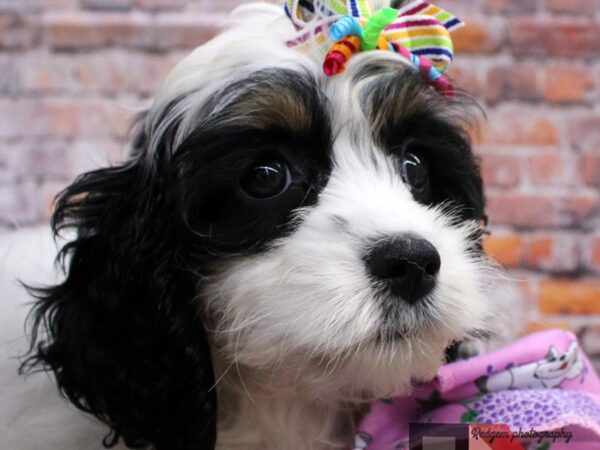 Cockapoo DOG Female Black & White Parti 16520 Petland Wichita, Kansas