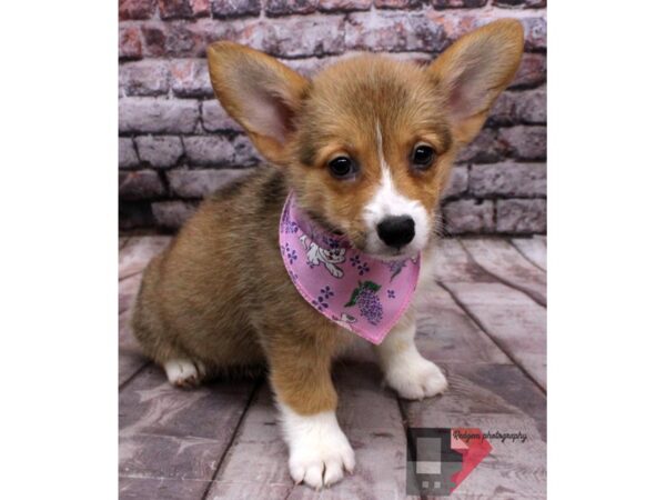 Pembroke Welsh Corgi DOG Female Sable 16519 Petland Wichita, Kansas