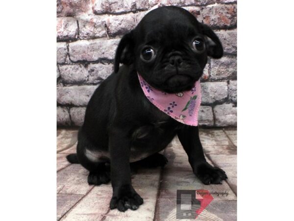 Pug DOG Female Black 16512 Petland Wichita, Kansas