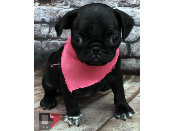 Pug-DOG-Female-Black-16511-Petland Wichita, Kansas