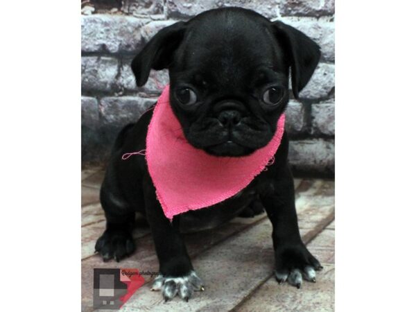 Pug DOG Female Black 16511 Petland Wichita, Kansas