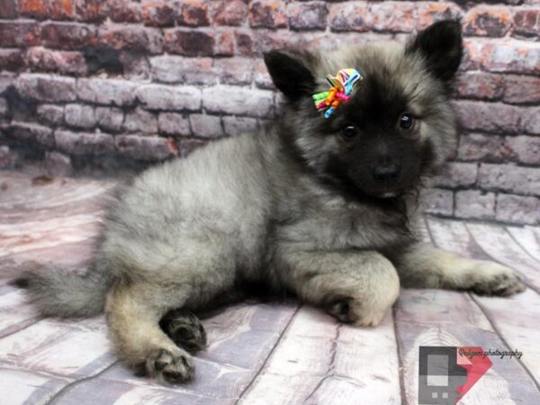 Keeshond DOG Female Grey & Black 16510 Petland Wichita, Kansas