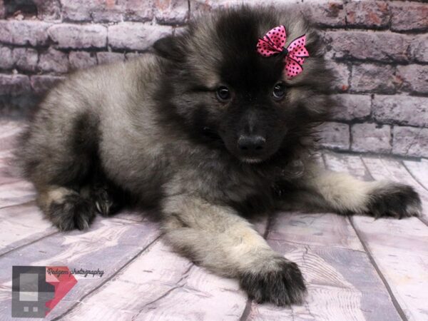 Keeshond DOG Female Grey & Black 16509 Petland Wichita, Kansas