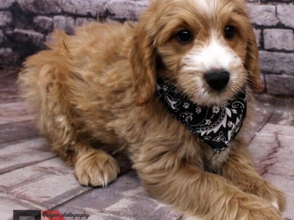 Mini Goldendoodle DOG Male Golden 16507 Petland Wichita, Kansas