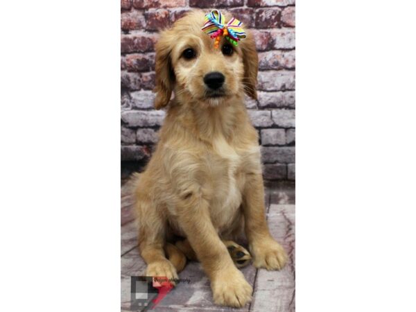 Mini Goldendoodle DOG Female Golden 16506 Petland Wichita, Kansas