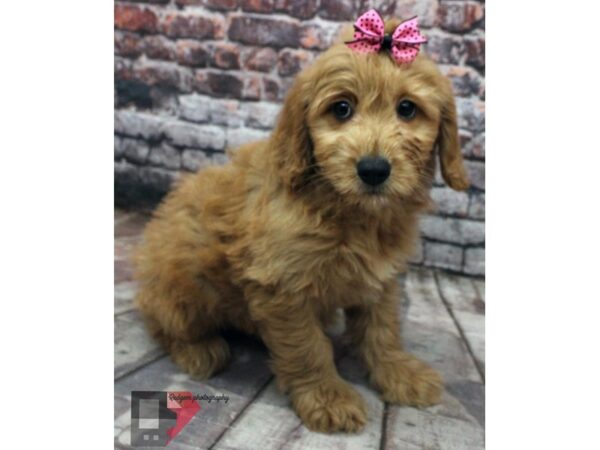 Mini Goldendoodle DOG Female Golden 16505 Petland Wichita, Kansas