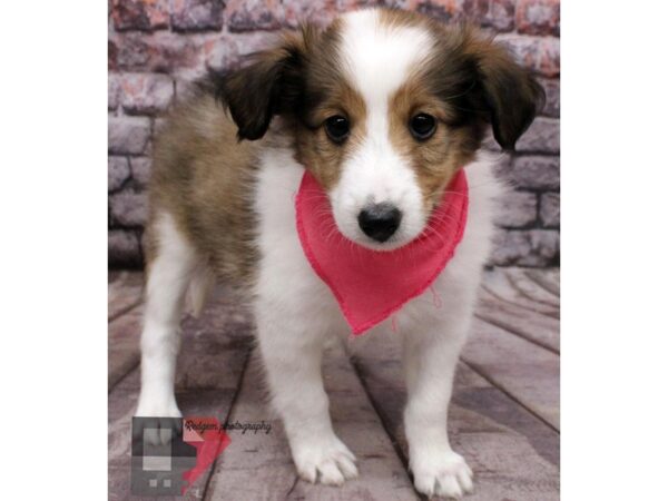 Shetland Sheepdog-DOG-Female-Sable and White-16504-Petland Wichita, Kansas