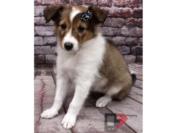 Shetland Sheepdog-DOG-Female-Sable and White-16503-Petland Wichita, Kansas