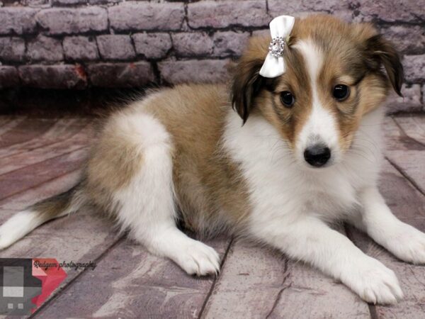 Shetland Sheepdog DOG Female Sable and White 16502 Petland Wichita, Kansas