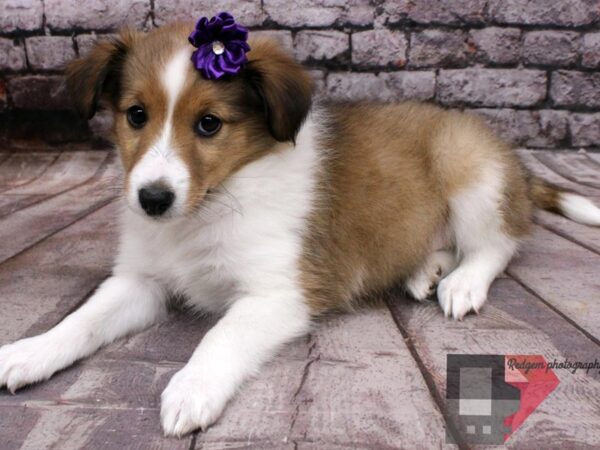 Shetland Sheepdog DOG Female Sable and White 16501 Petland Wichita, Kansas