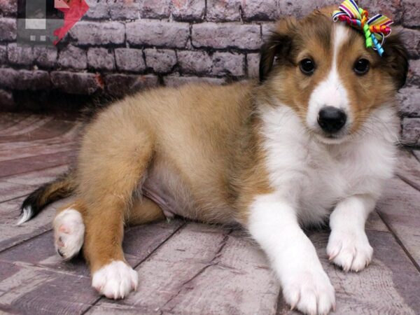 Shetland Sheepdog-DOG-Male-Sable and White-16500-Petland Wichita, Kansas