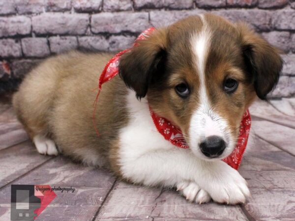 Shetland Sheepdog DOG Male Sable and White 16499 Petland Wichita, Kansas