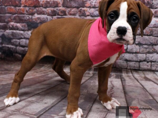 Boxer DOG Female Flashy Fawn 16498 Petland Wichita, Kansas